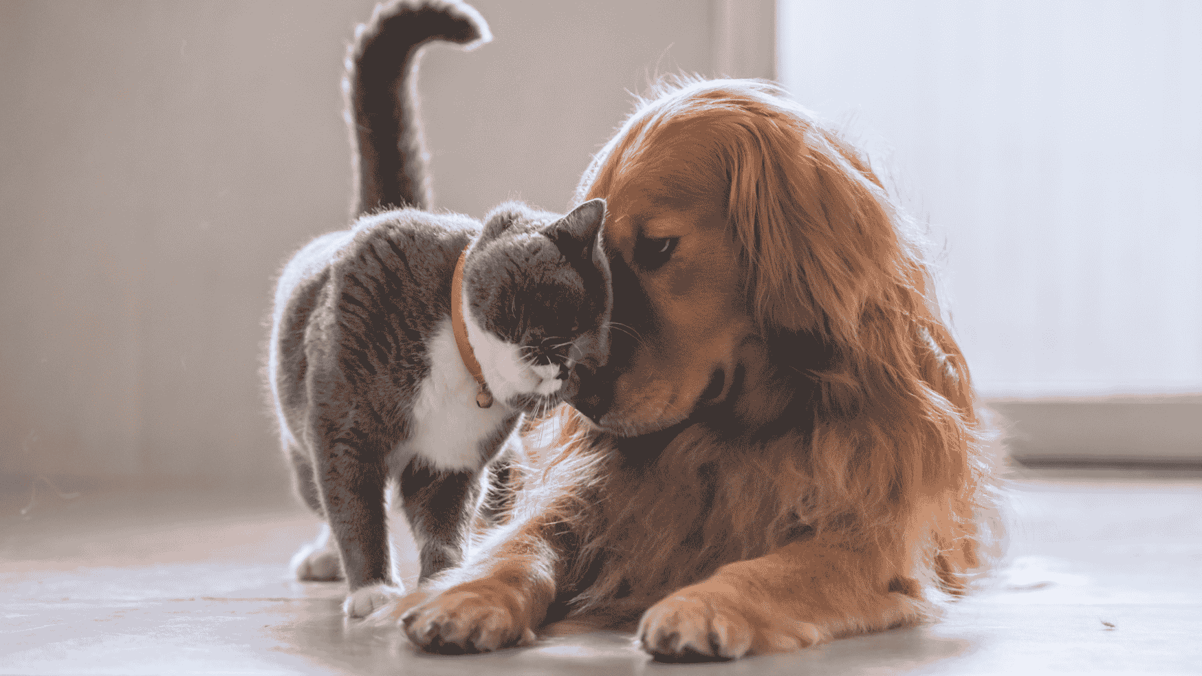 pea varnostni profil